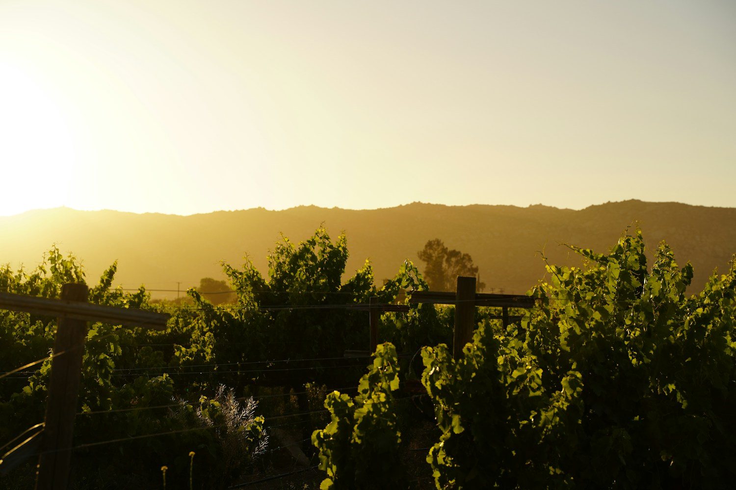 Vineyard sunset in Valle de Guadalupe